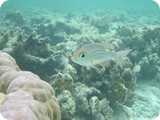 Unterwasserwelt eines Korallenriffs: NEMO will keine IT