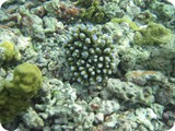 Noch MEHR Unterwasserwelt eines Korallenriffs: NEMO will keine IT